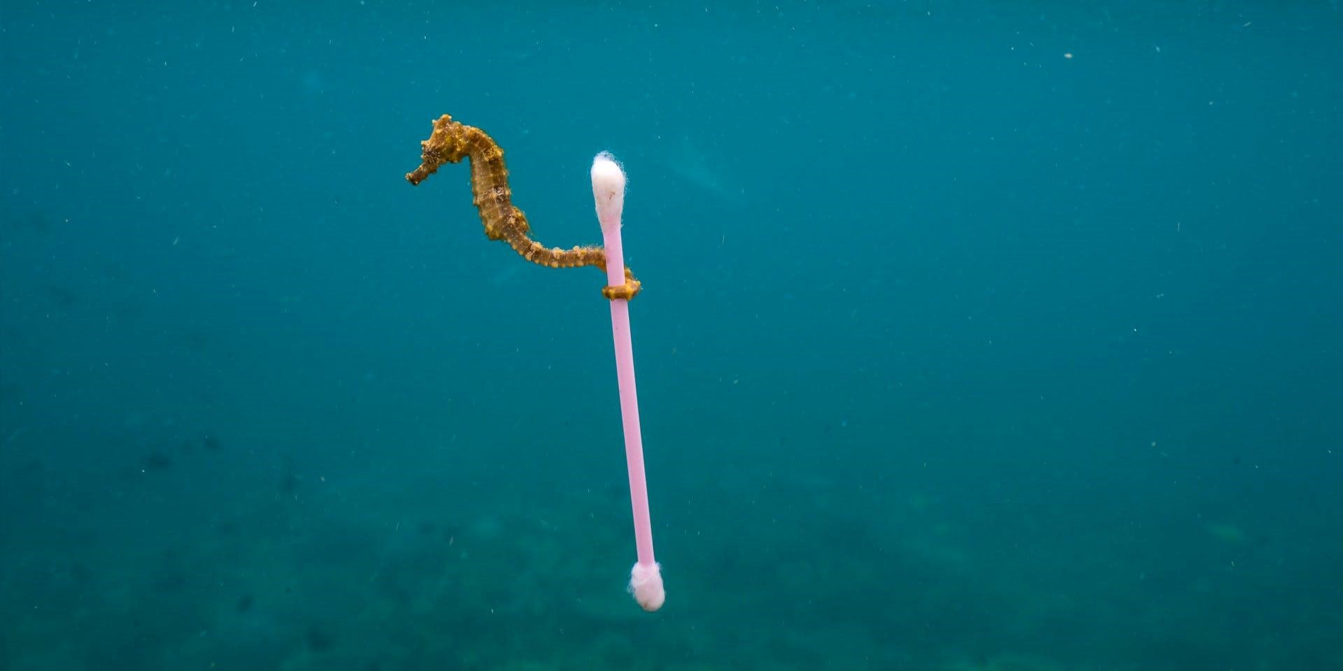 จินตนาการแห่งนิเวศวิทยา